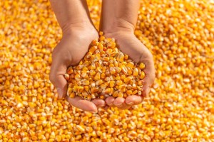 Yellow Maize 