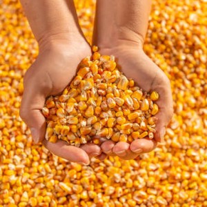 Yellow Maize